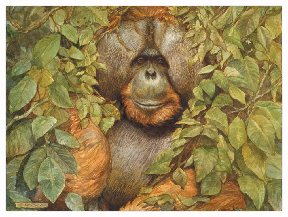 "TOWAN" by Iain McCaig (Watercolor)