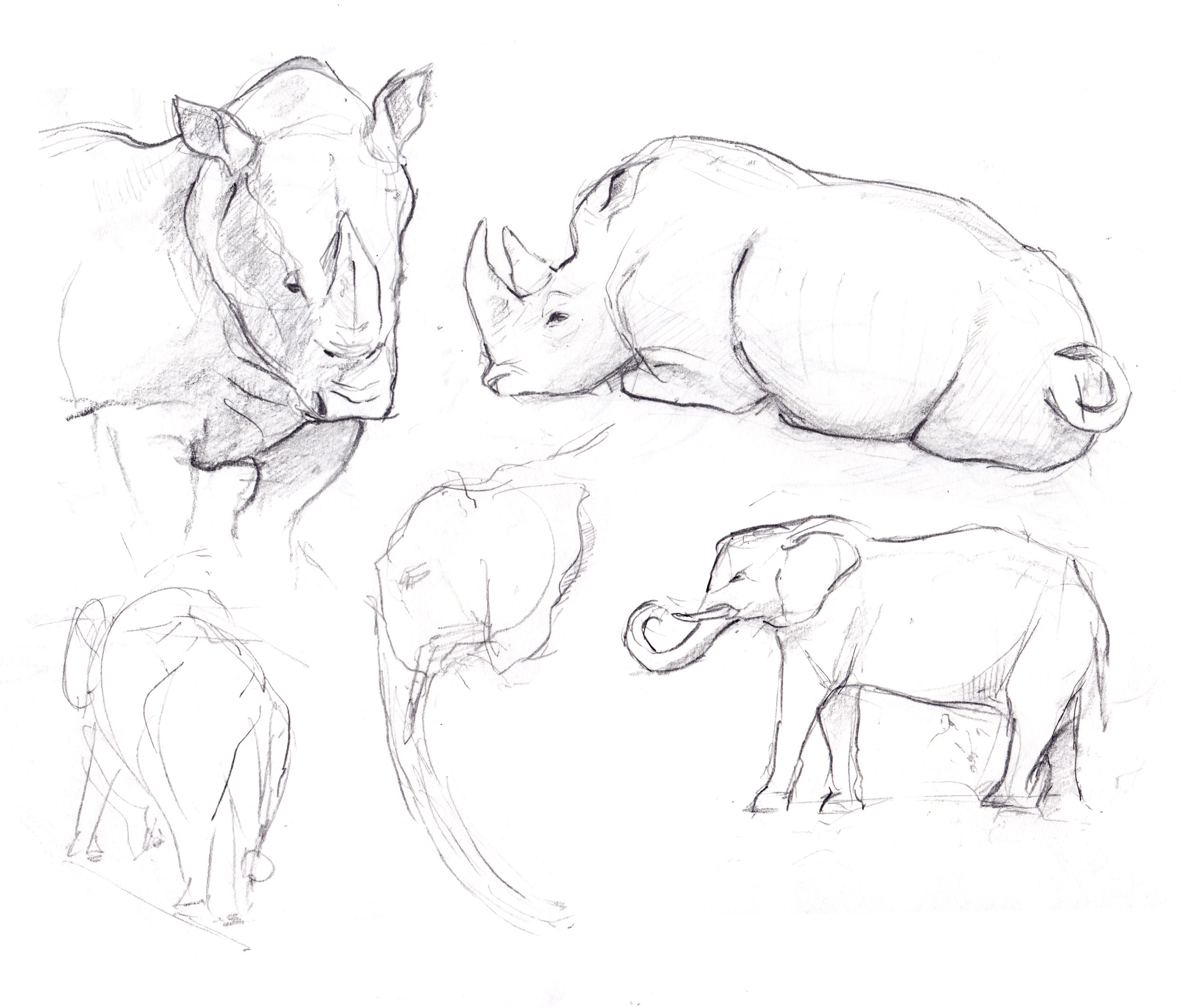 Camp & Draw: Sketching Animals from Life — Expedition Art