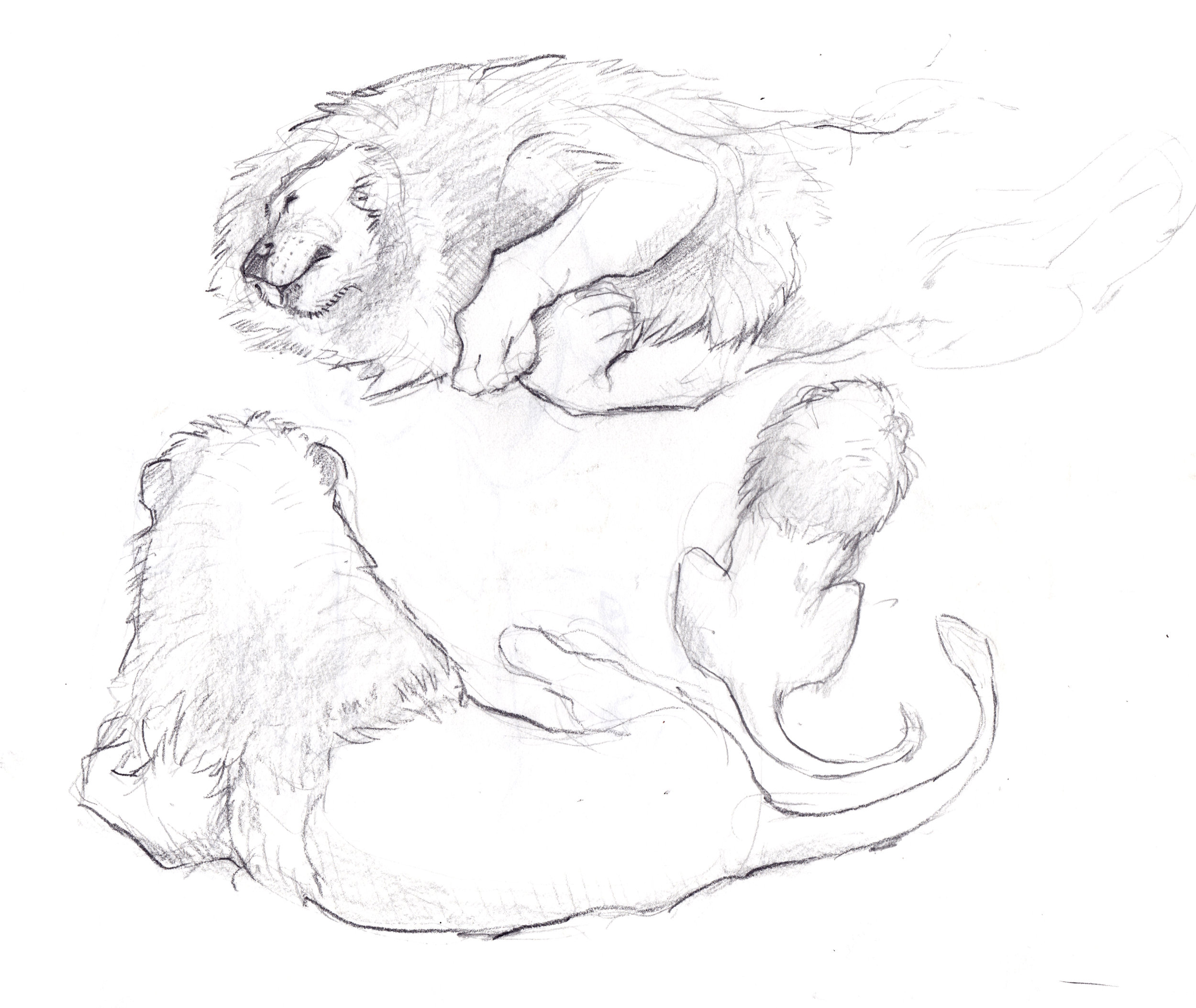 Camp Draw Sketching Animals From Life Expedition Art