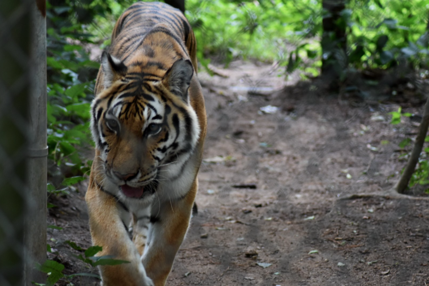 Animals & the Environment: The Decline of Tigers