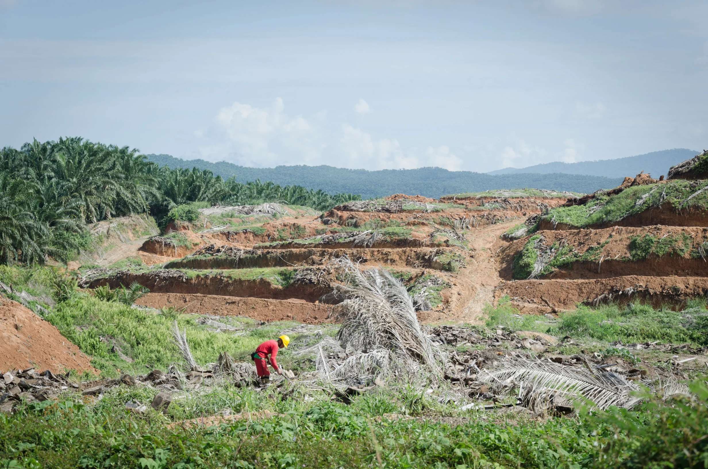 Deforestation for Palm Oil