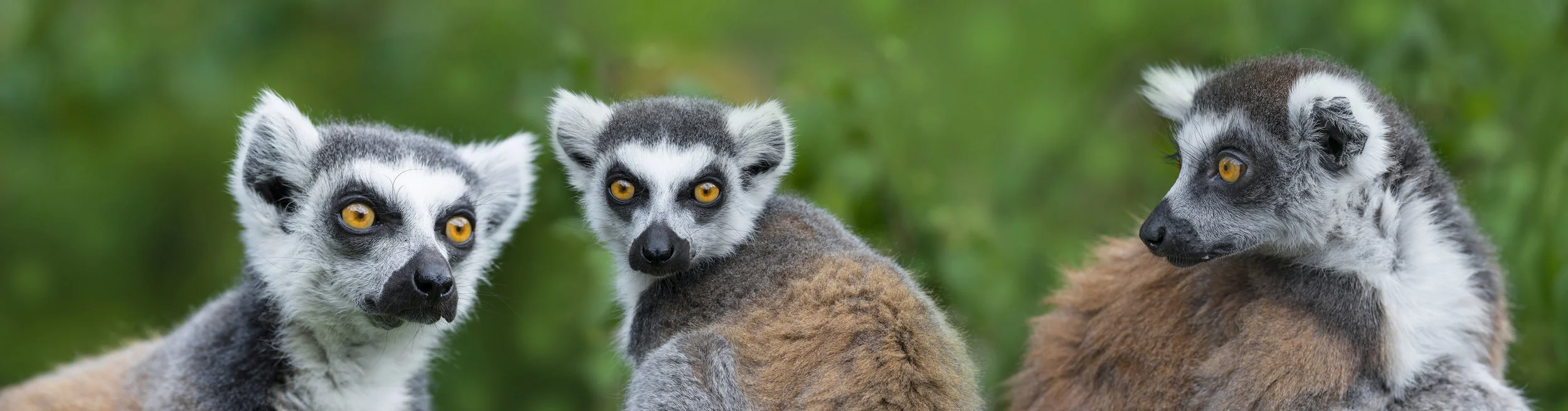ring - tailed lemur (Lemur catta)