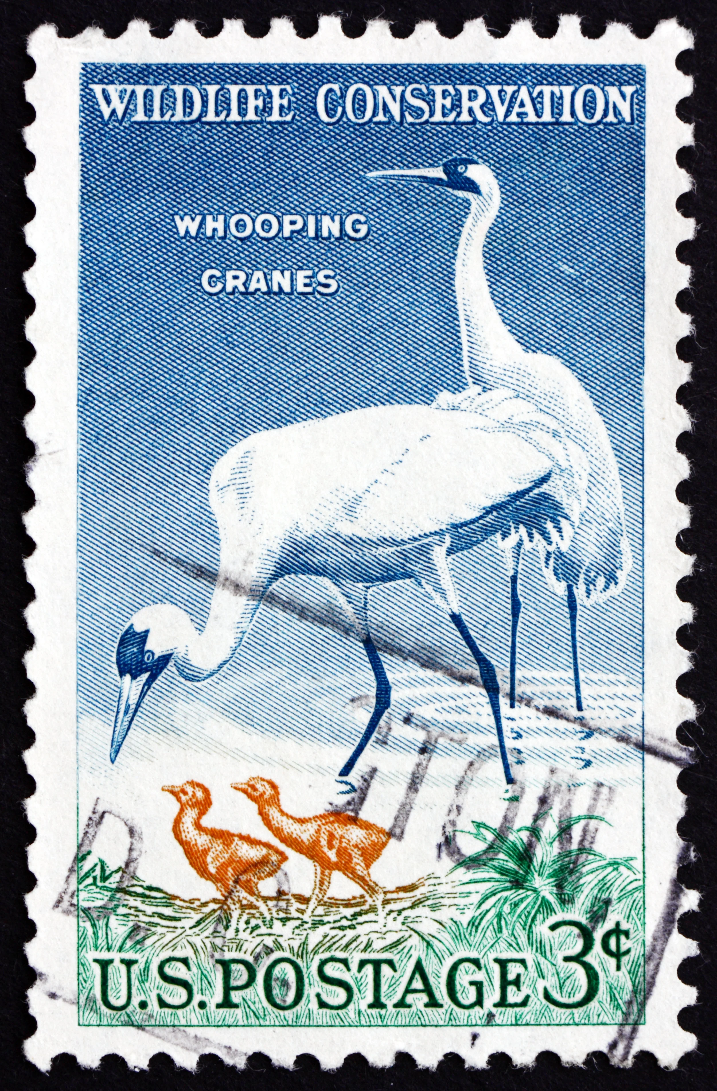 Postage stamp USA 1957 Whooping Crane, Bird