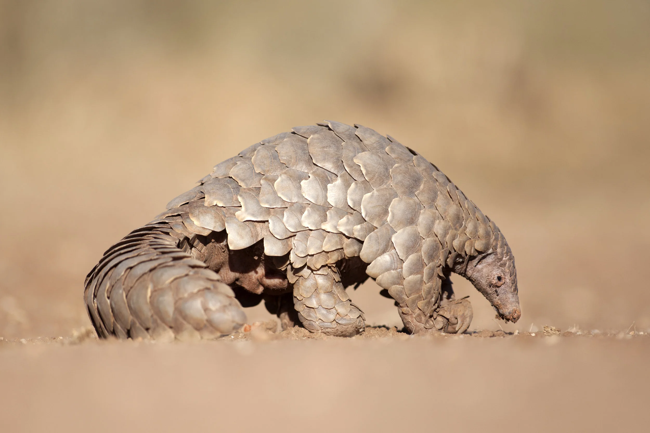 Pangolin digging for ants.