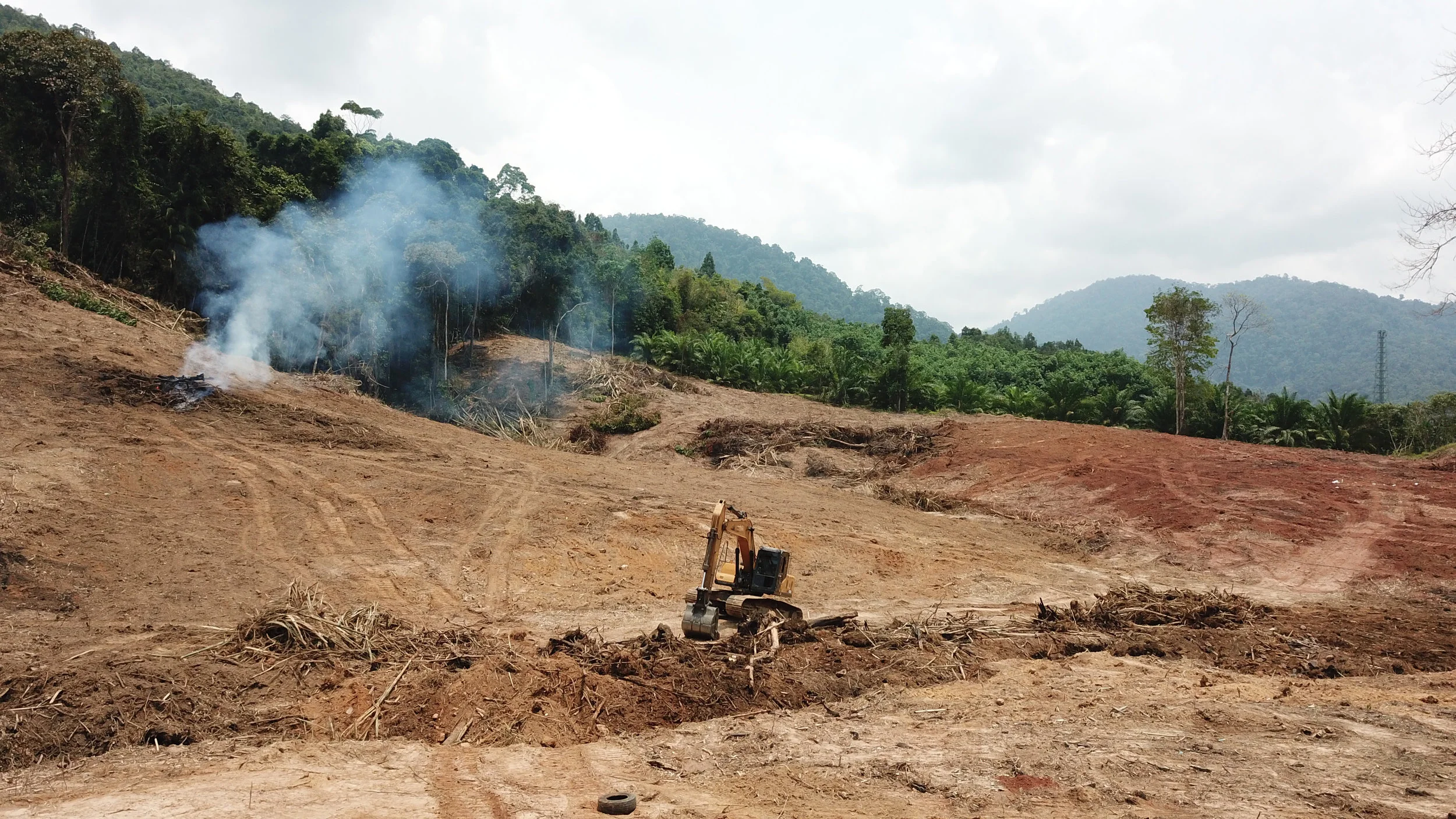 Animals & the Environment: The Problem with Palm Oil