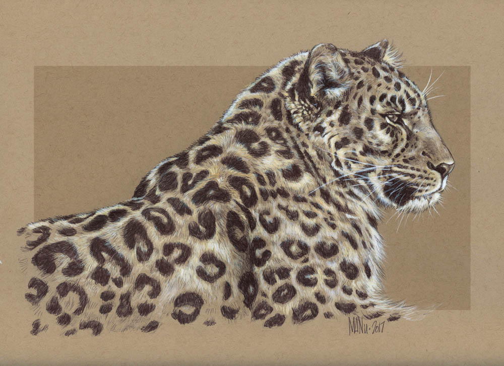 Amur Leopard