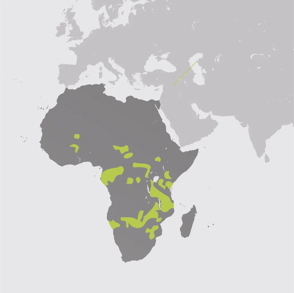 Map__African Elephant.jpg