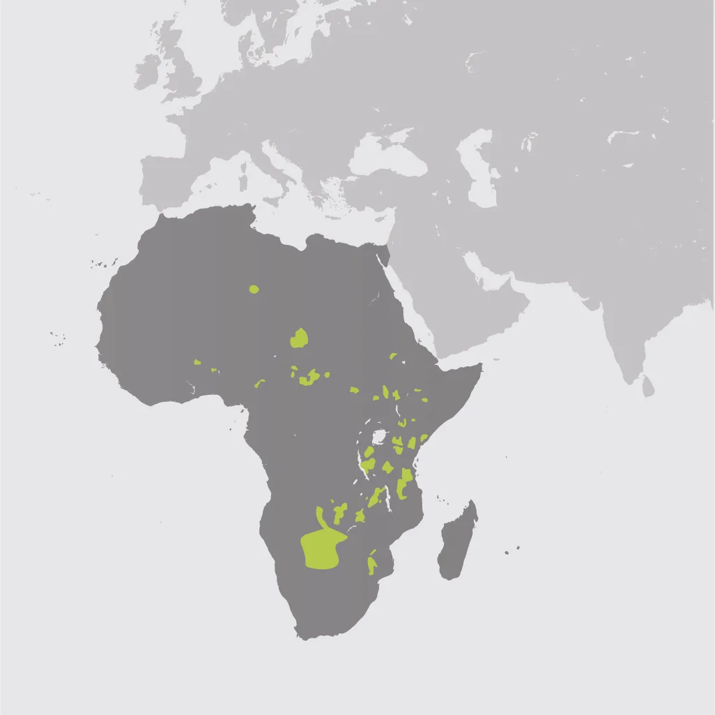 Map__African Wild Dog.jpg