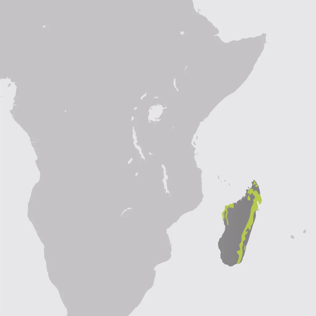 Map__Aye Aye Lemur.jpg