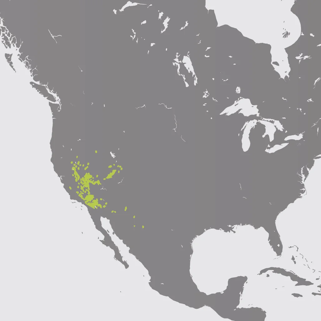 Map__Desert Bighorn Sheep.jpg