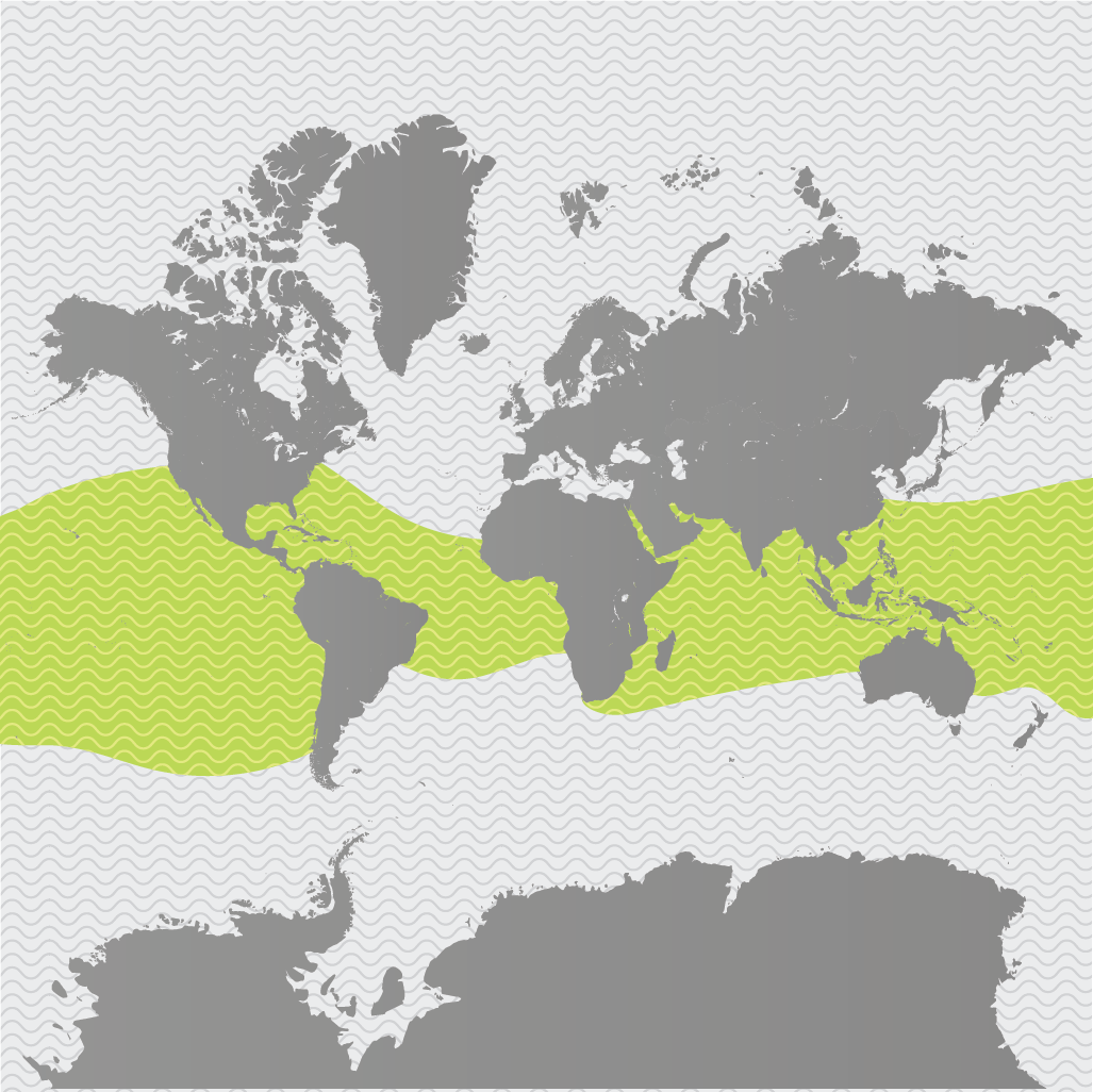 InDangerMaps_4_Whale Shark.png