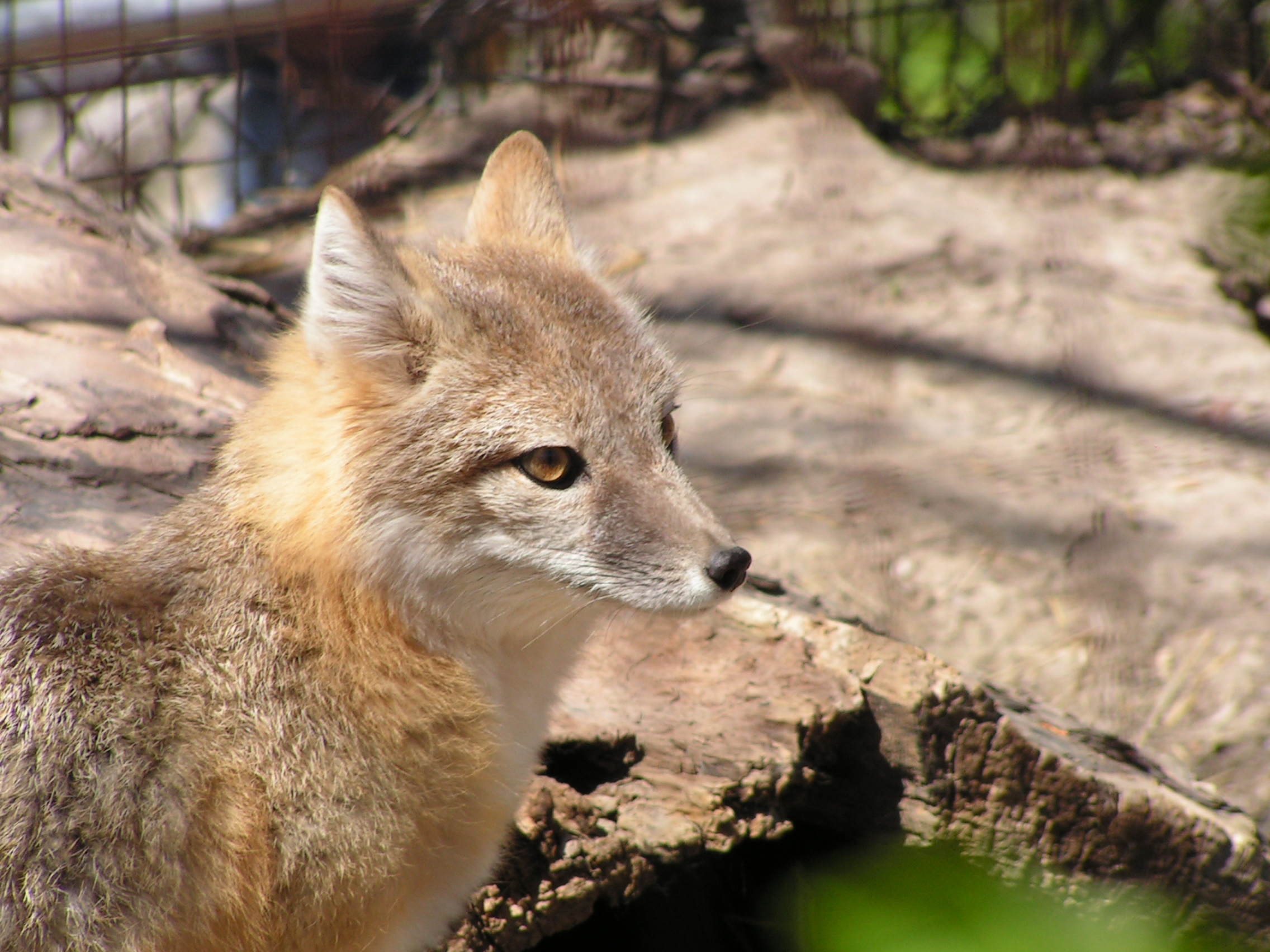 swift fox