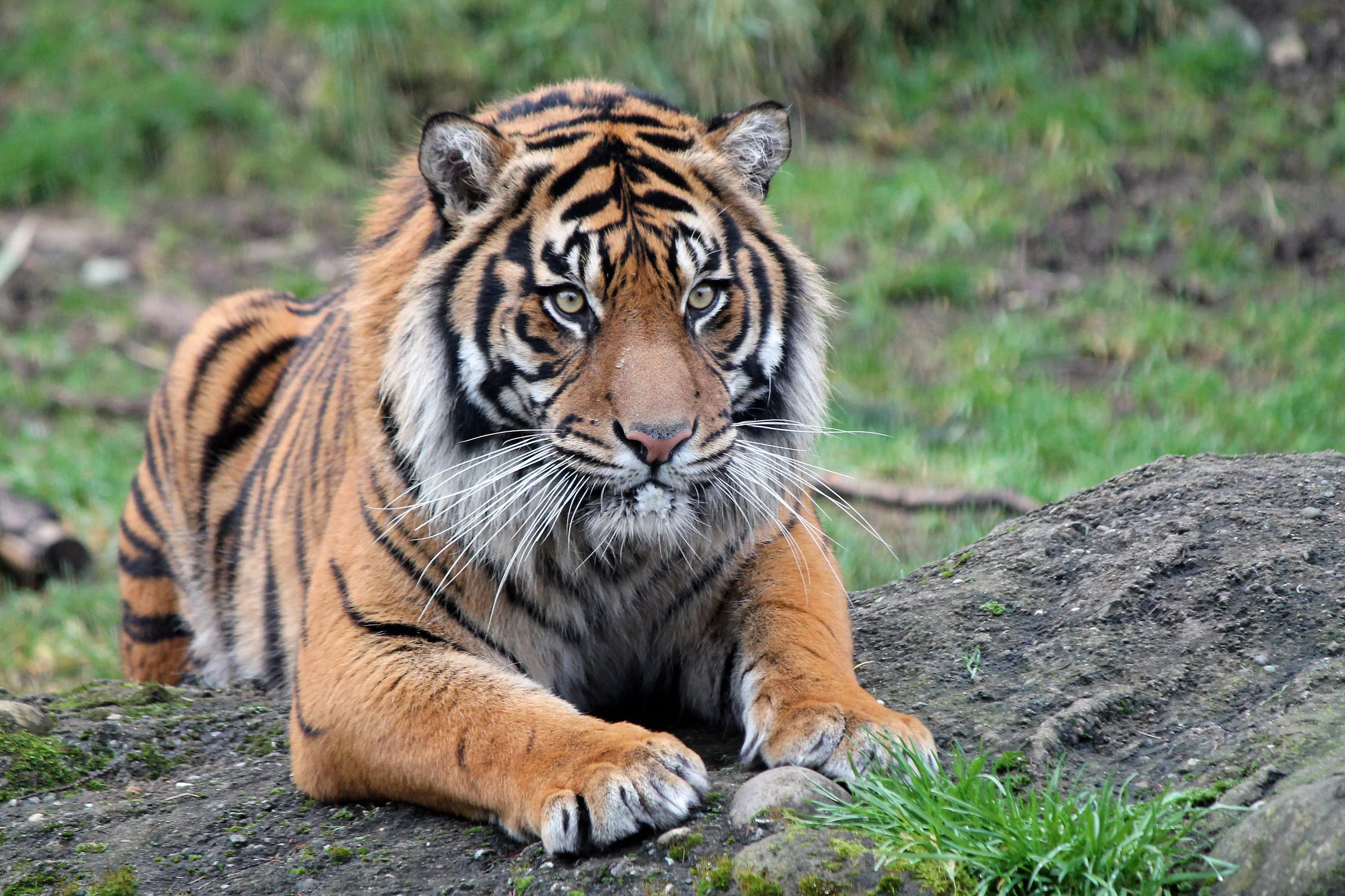 Sumatran Tiger