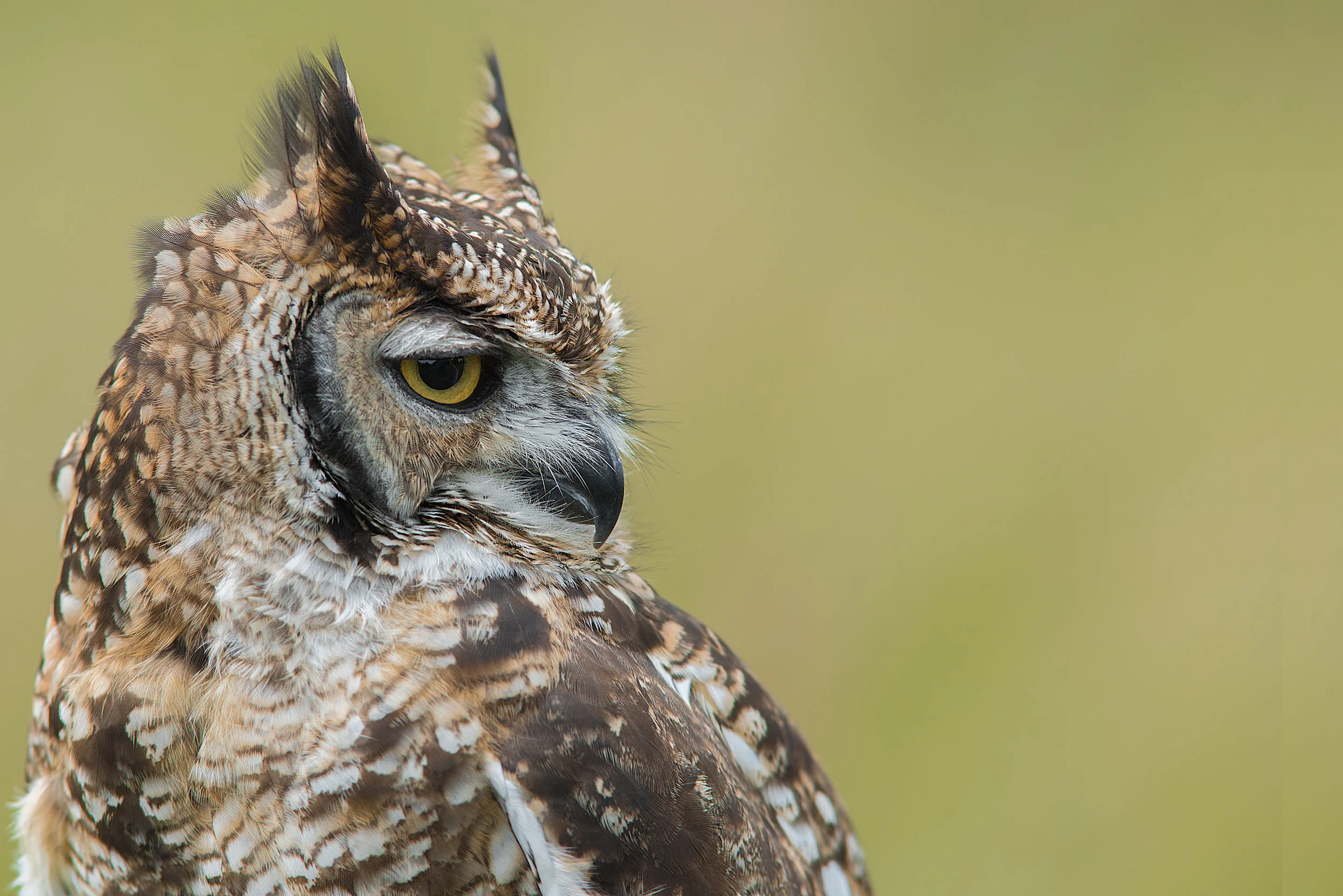 A close up head profile portrait of a spotted eagle owl facing right and set to the left of the photograph