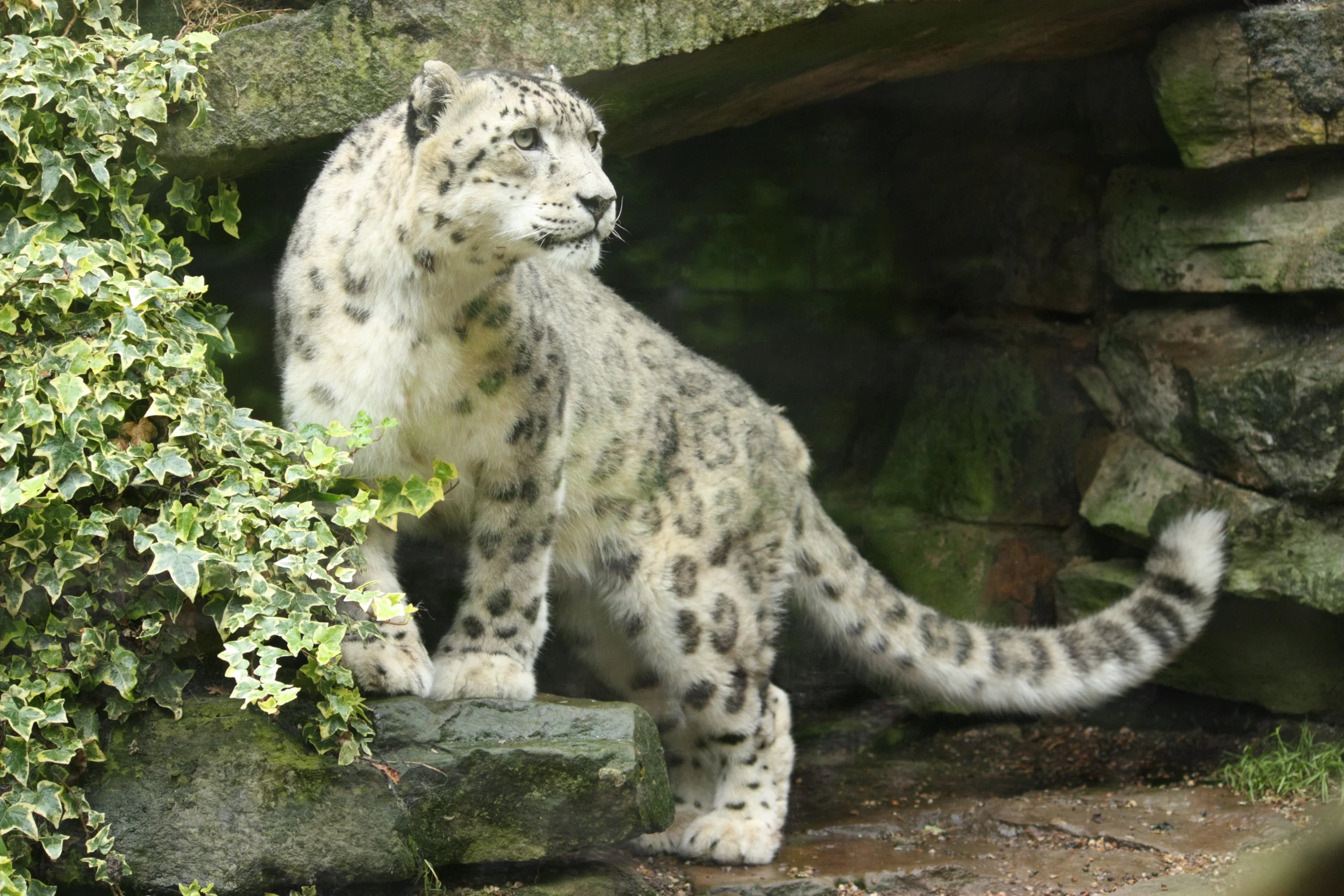 Snow leopard