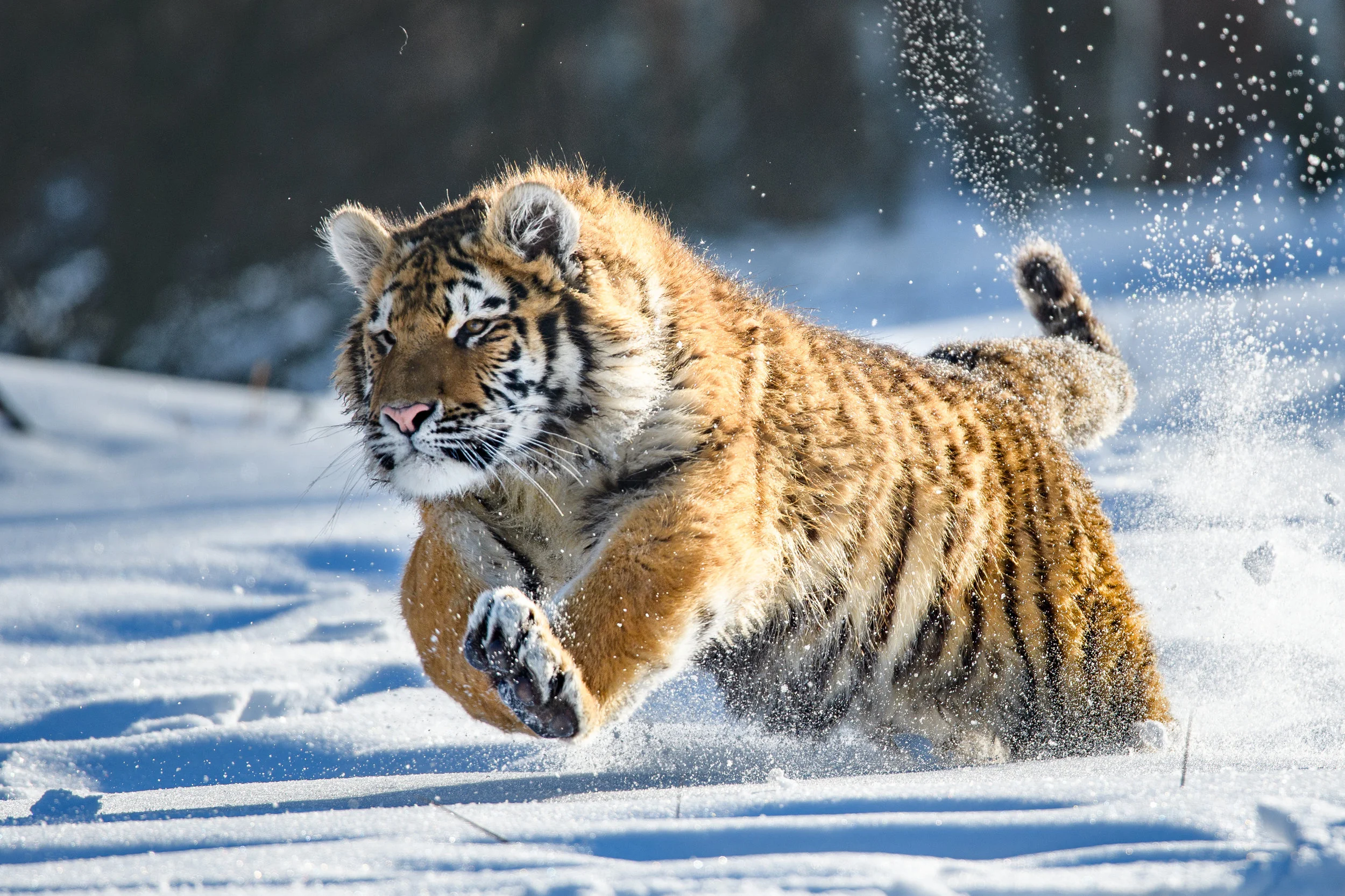 Siberian Tiger in the snow (Panthera tigris altaica)