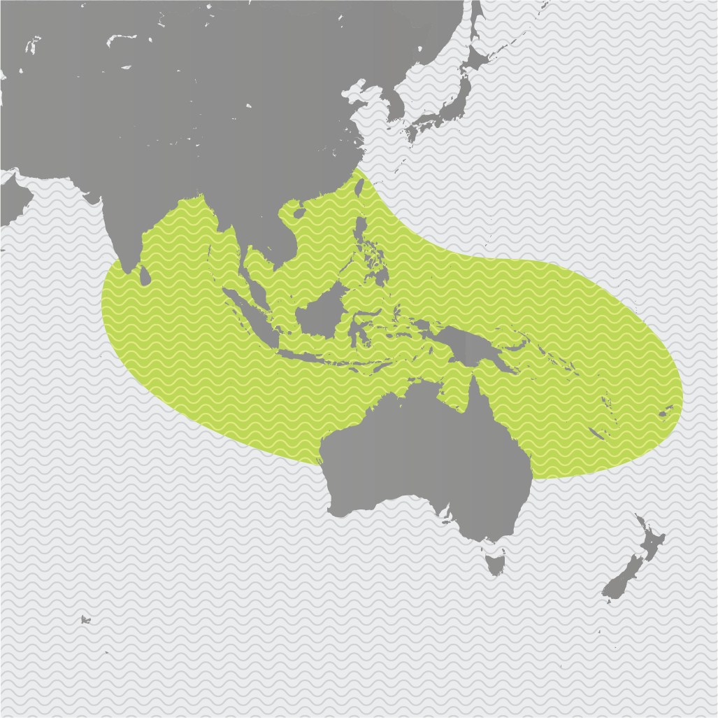 InDangerMaps_3_Saltwater Crocodile.png