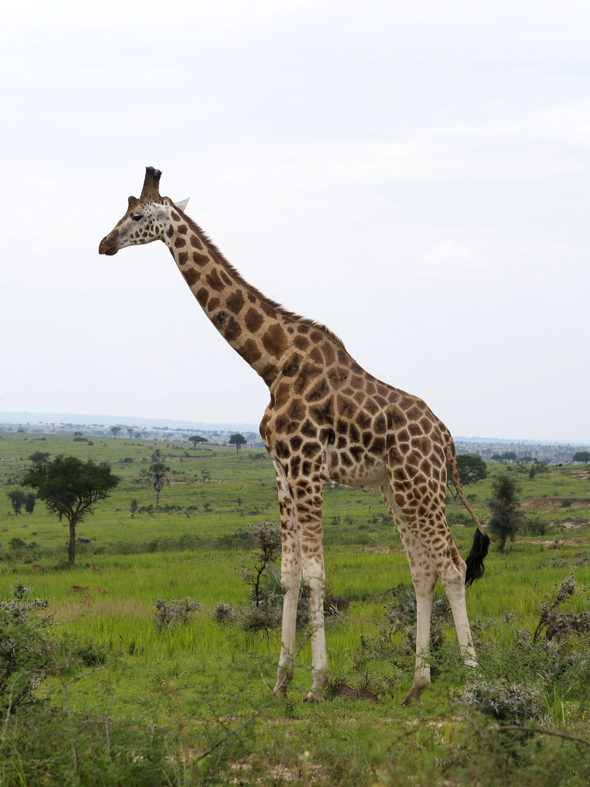 Rothchilds giraffe, Giraffa camelopardalis rothschildi