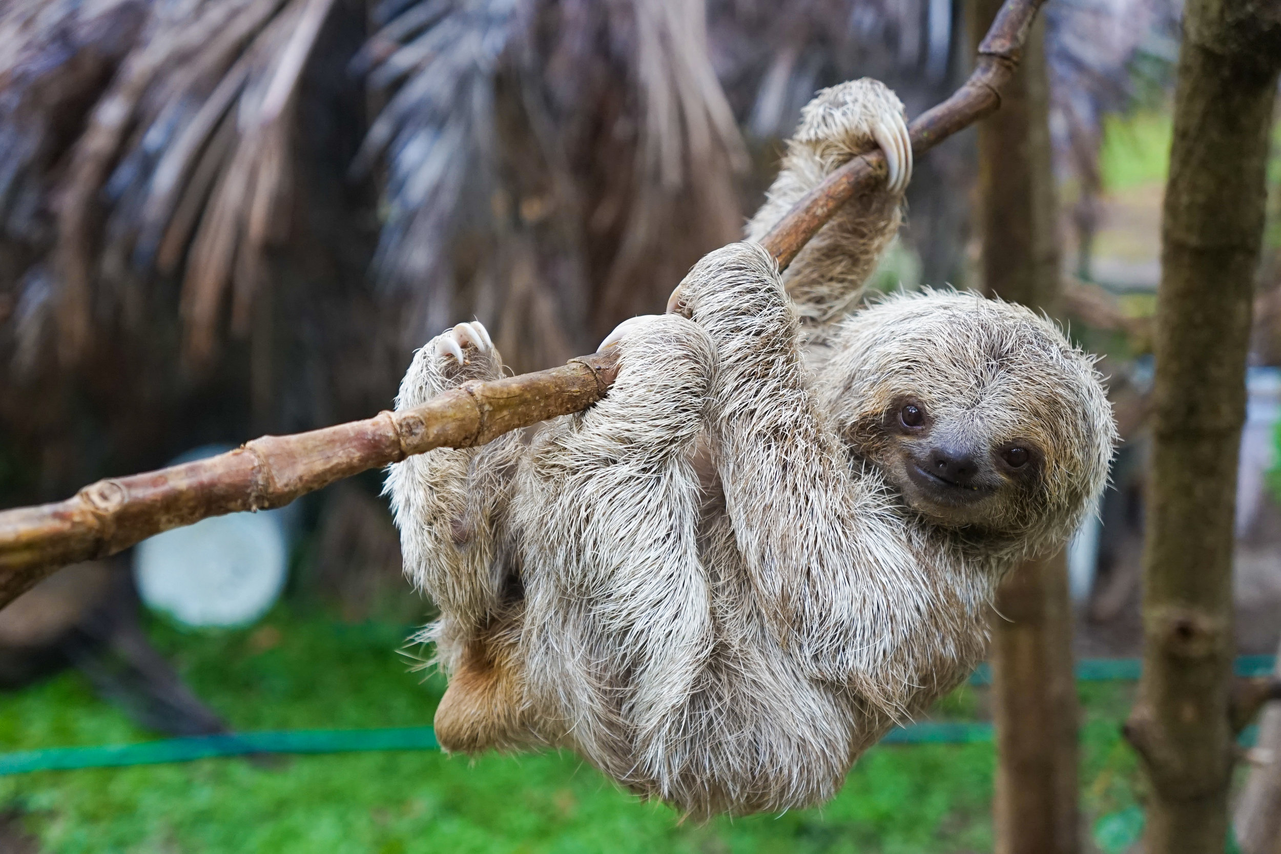 Pygmy Three-Toed Sloth — Expedition Art