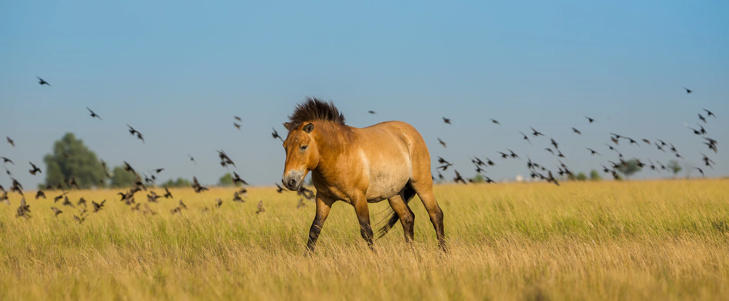 Przewalski Horse foal (Equus ferus przewalskii) on the meadow