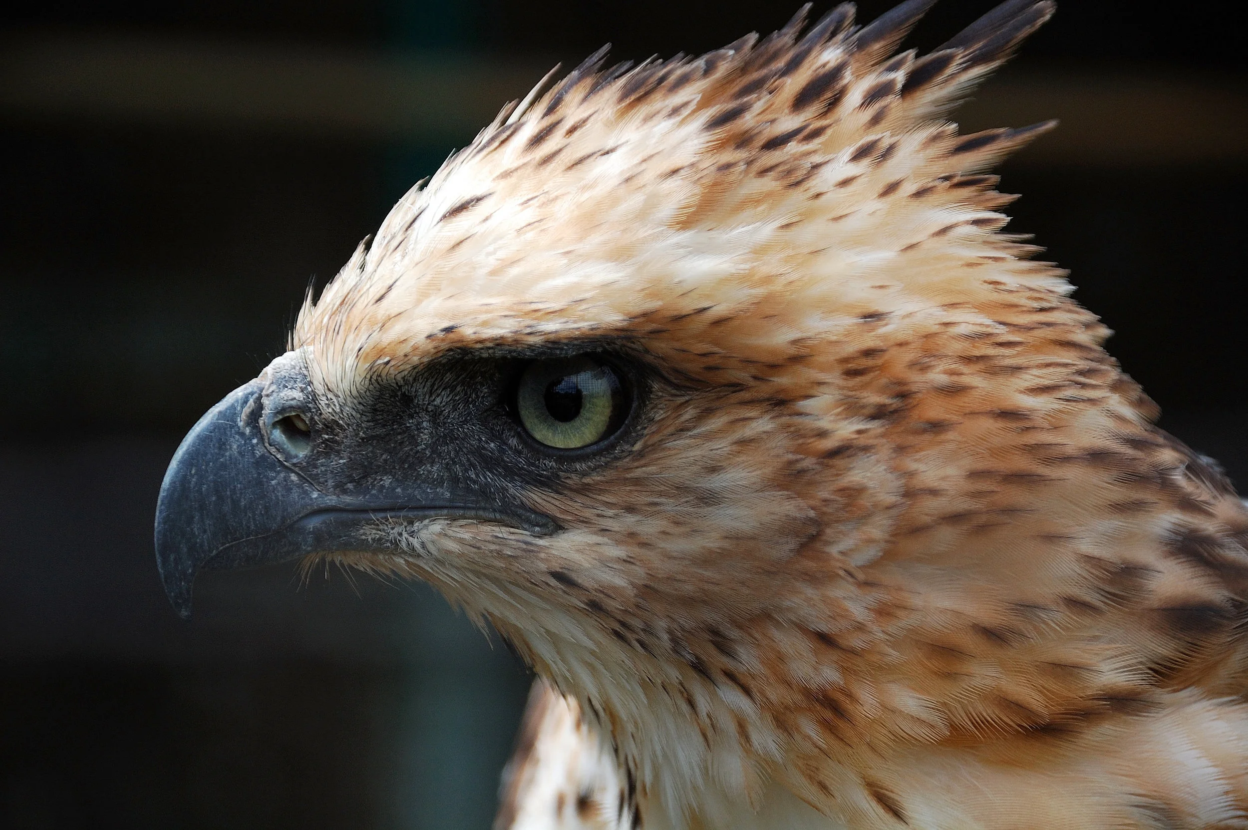 philippine eagle
