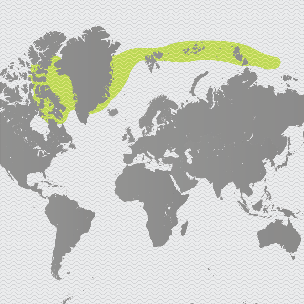 InDangerMaps_3_Narwhal.png