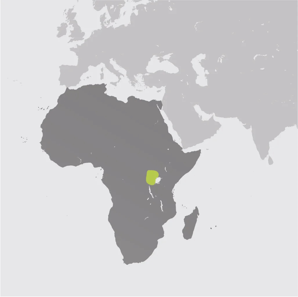 Map__Mountain Gorilla.jpg
