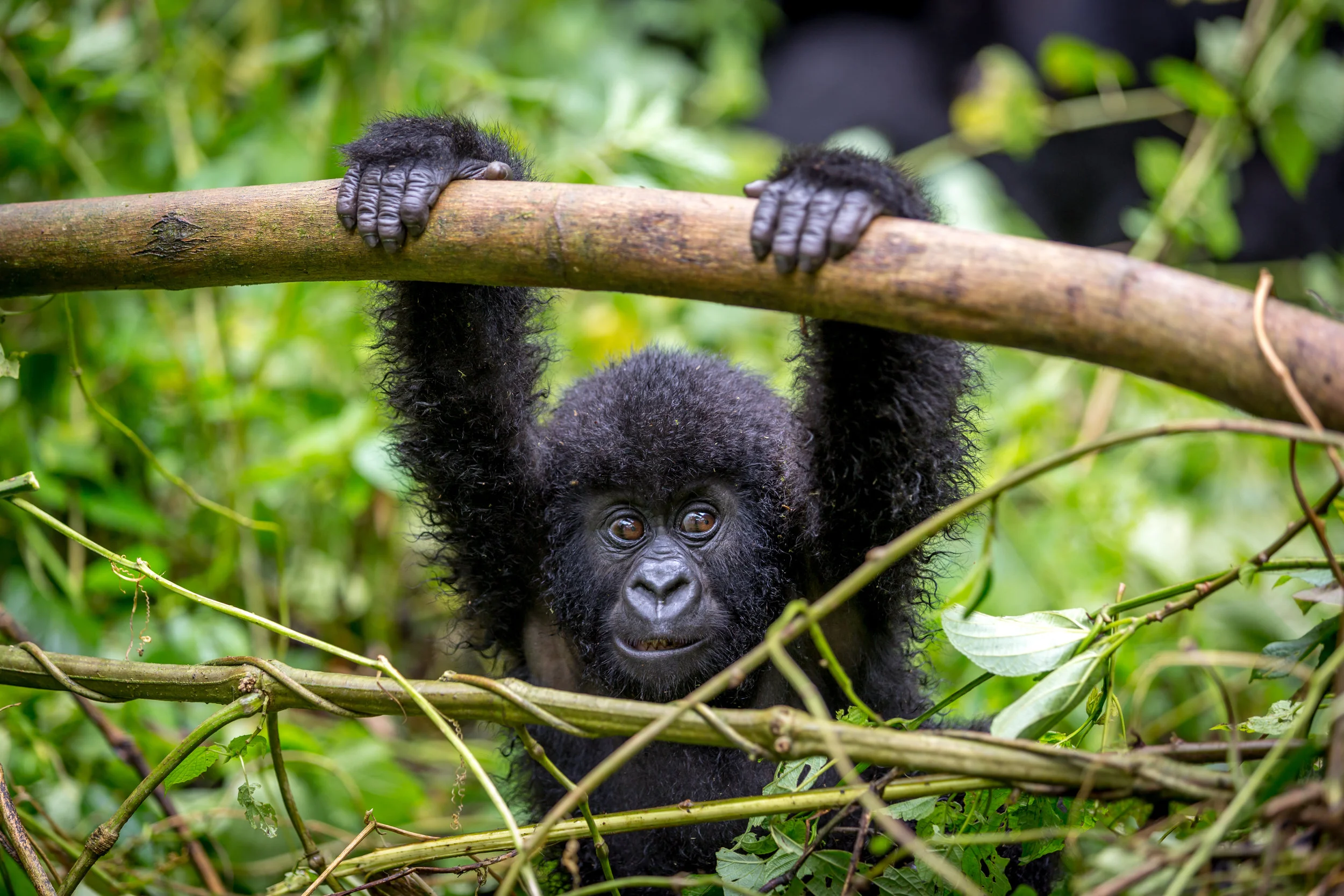 Gorila trek inside Virunga National Park in Democratic Republic of Congo