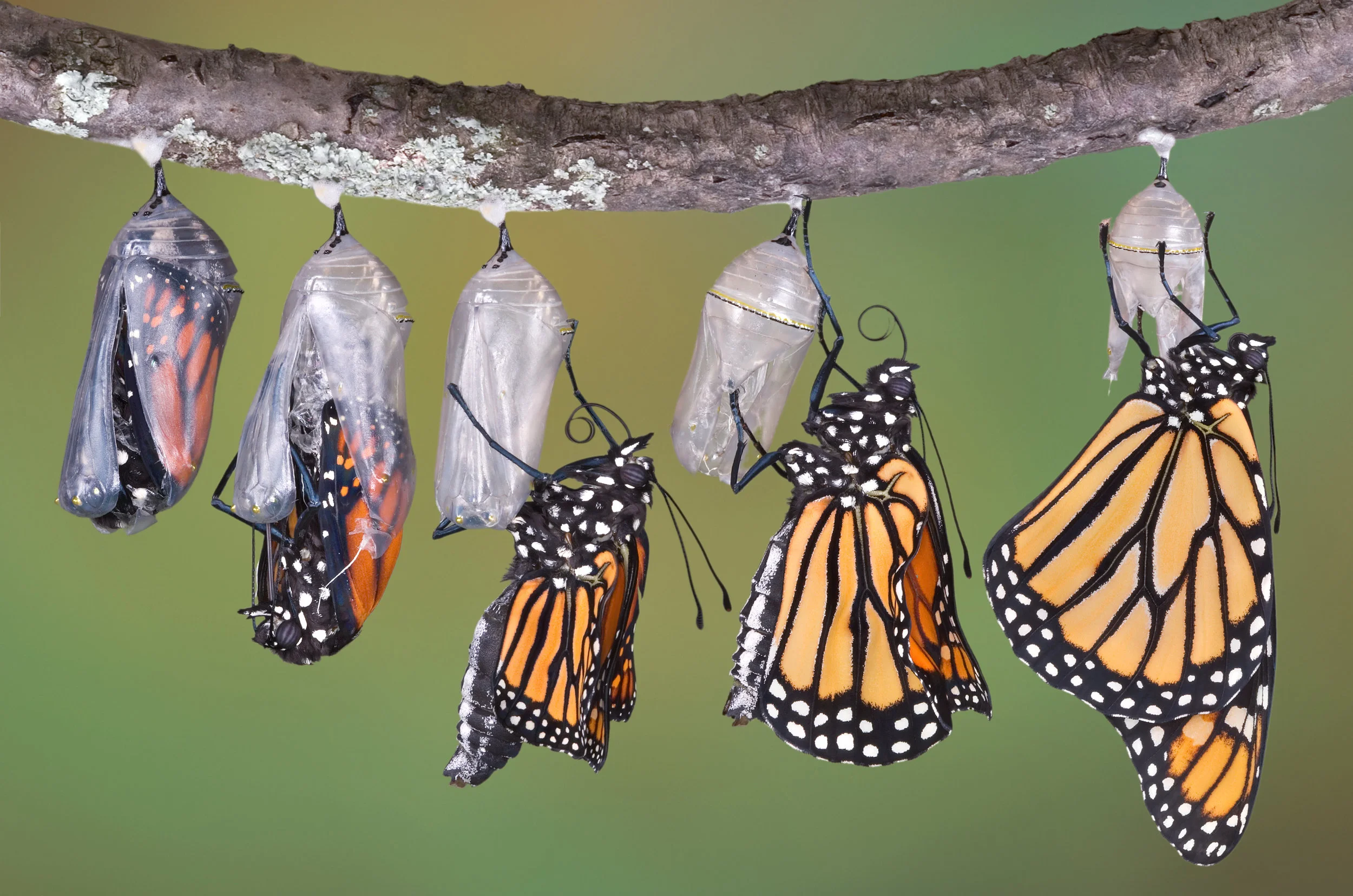 Monarch emerging