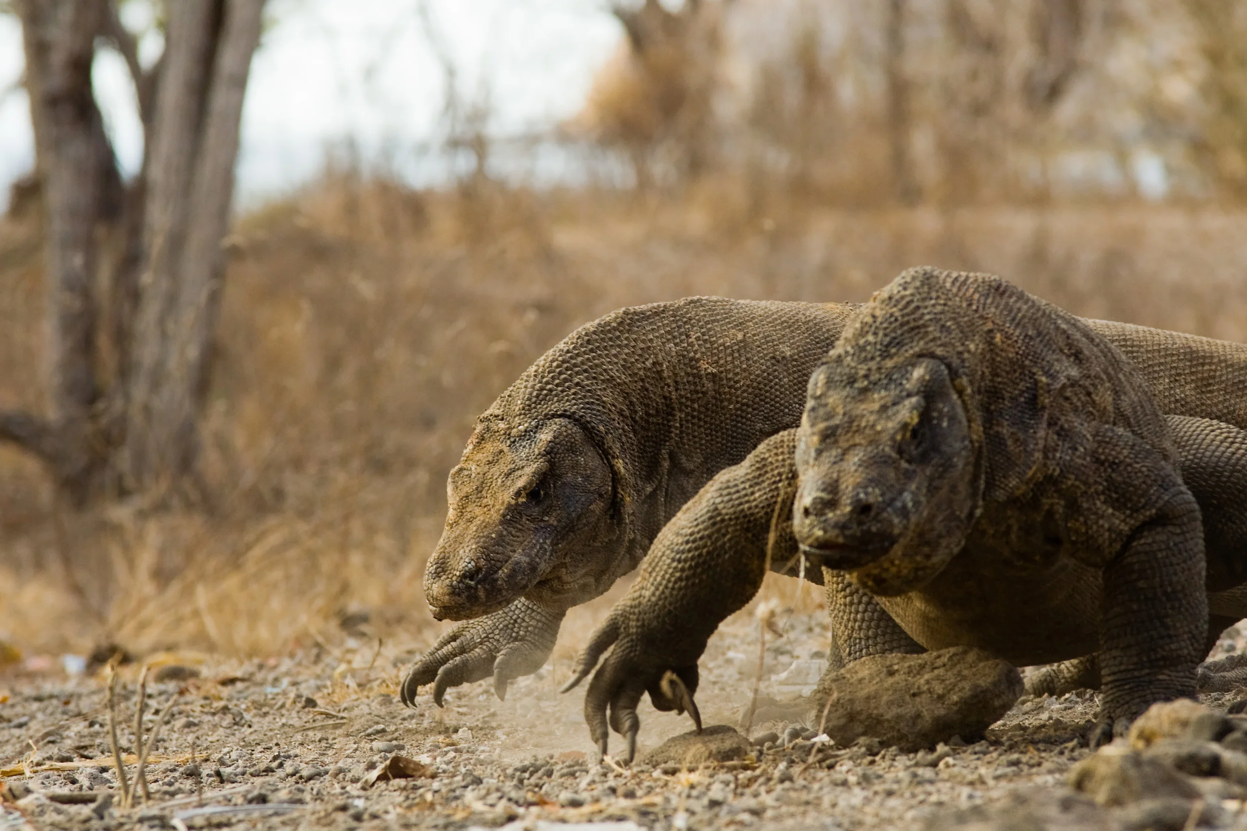 Komodo Dragons Run For Food