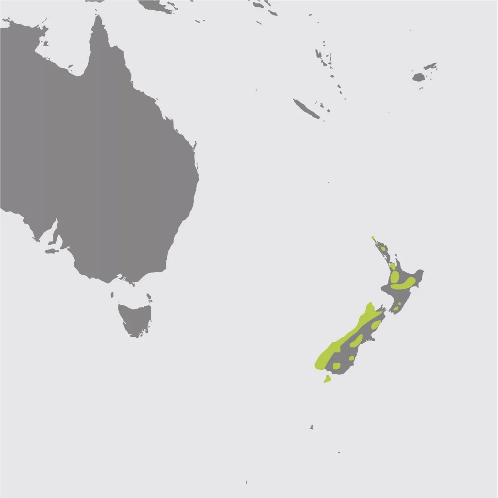 Map__Kakapo.jpg