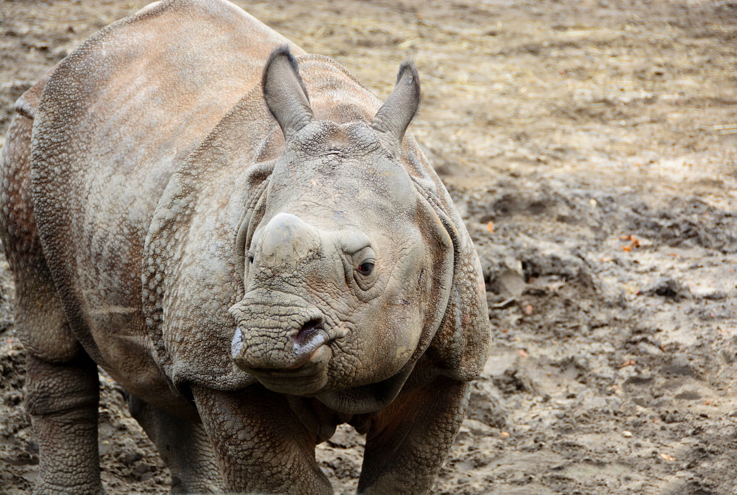 Beautiful Indian One Horned Rhinoceros. Curious young rhino.