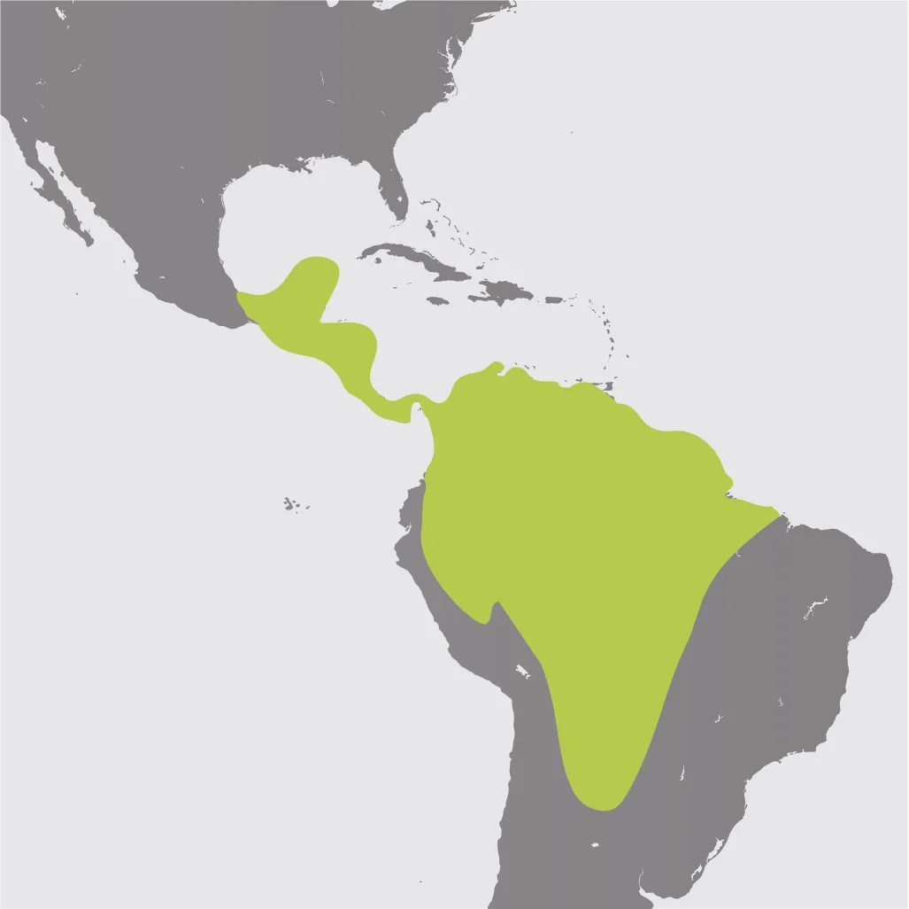 Map__Howler Monkey.jpg