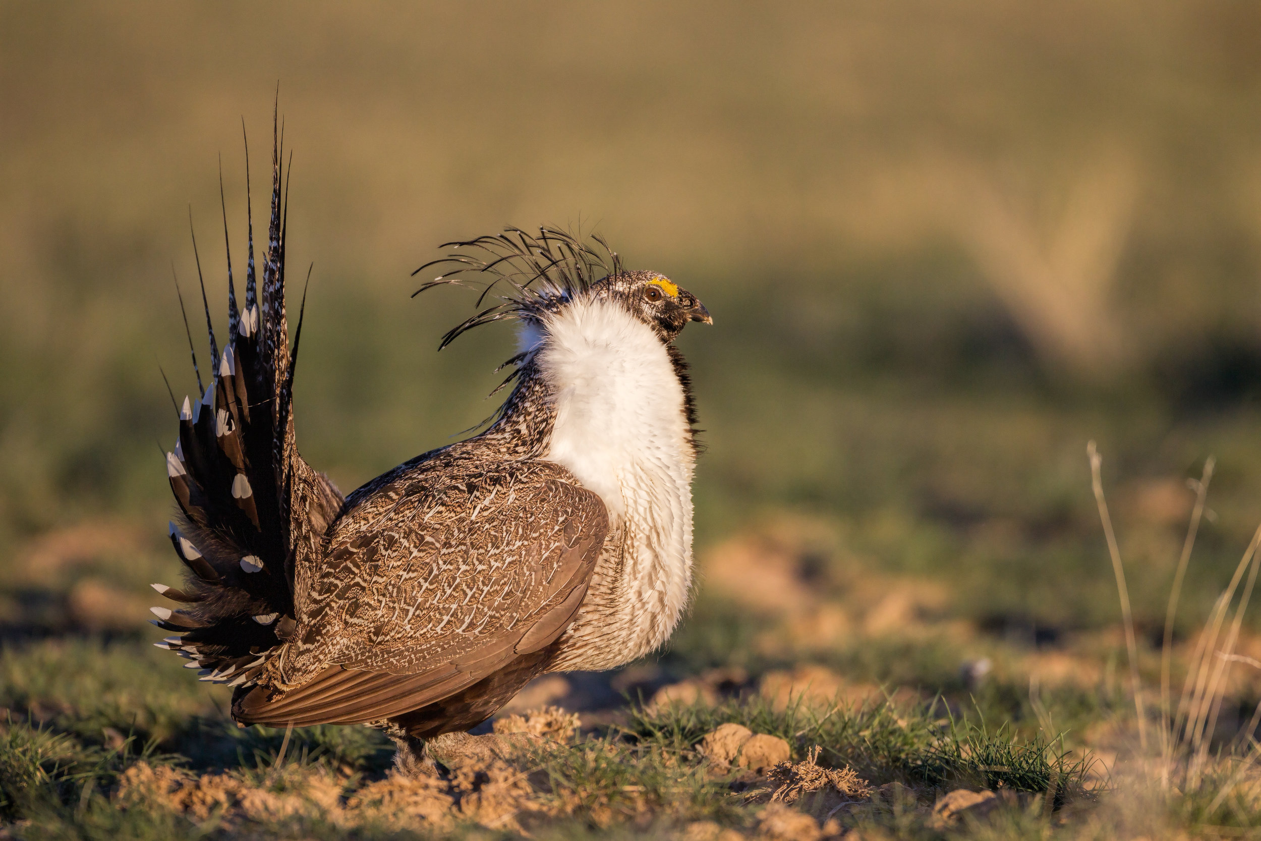 Fine Art Print The Greater Sage Grouse and Adventure Boy -  Portugal