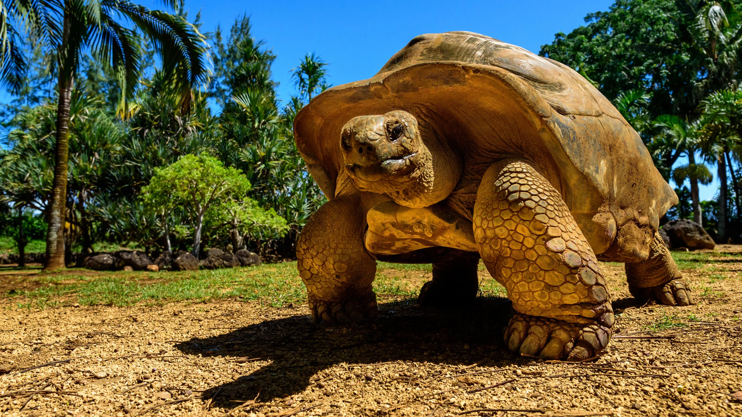 Giant tortoise endangered species walking slowly