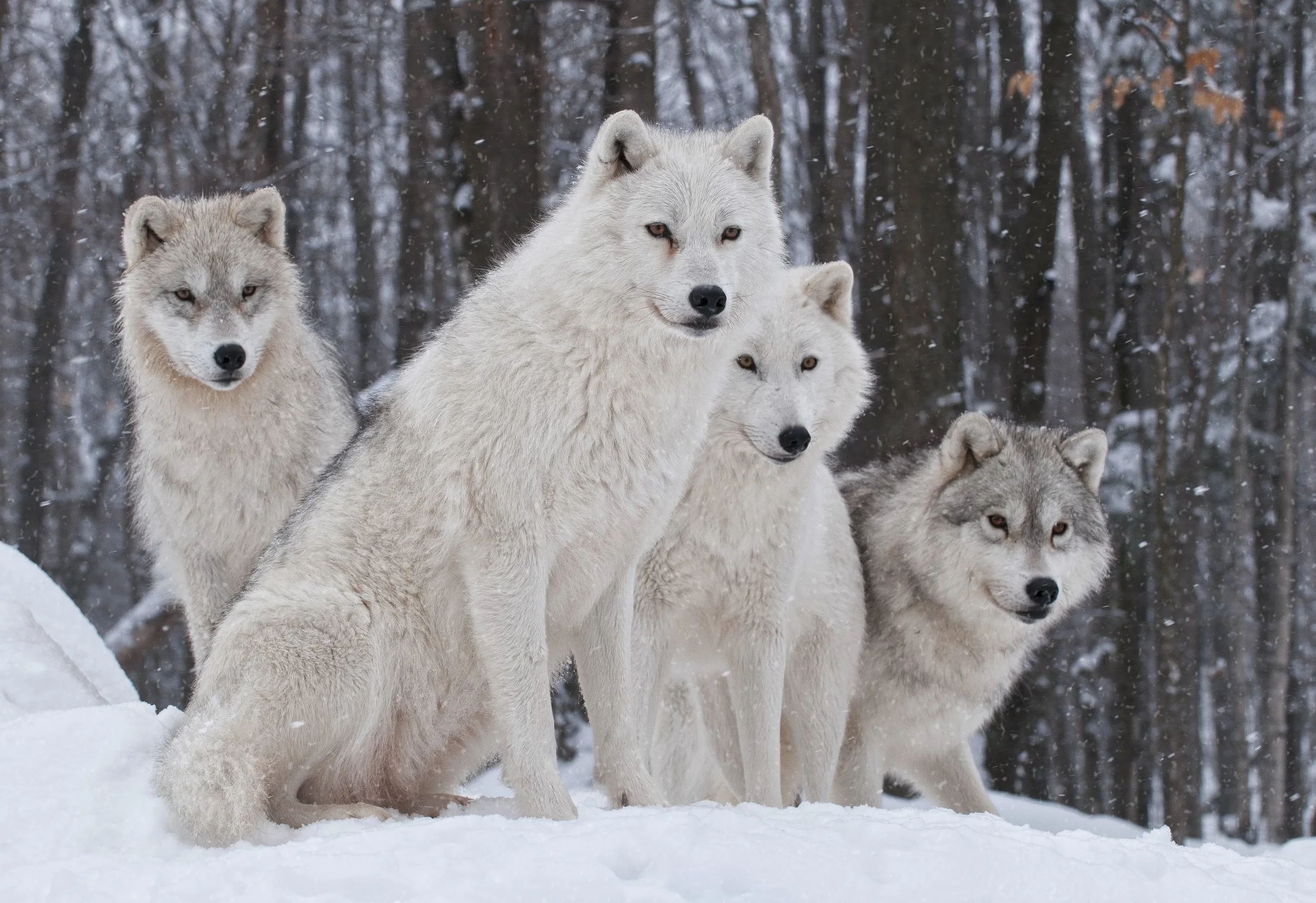 Arctic Wolf Pack