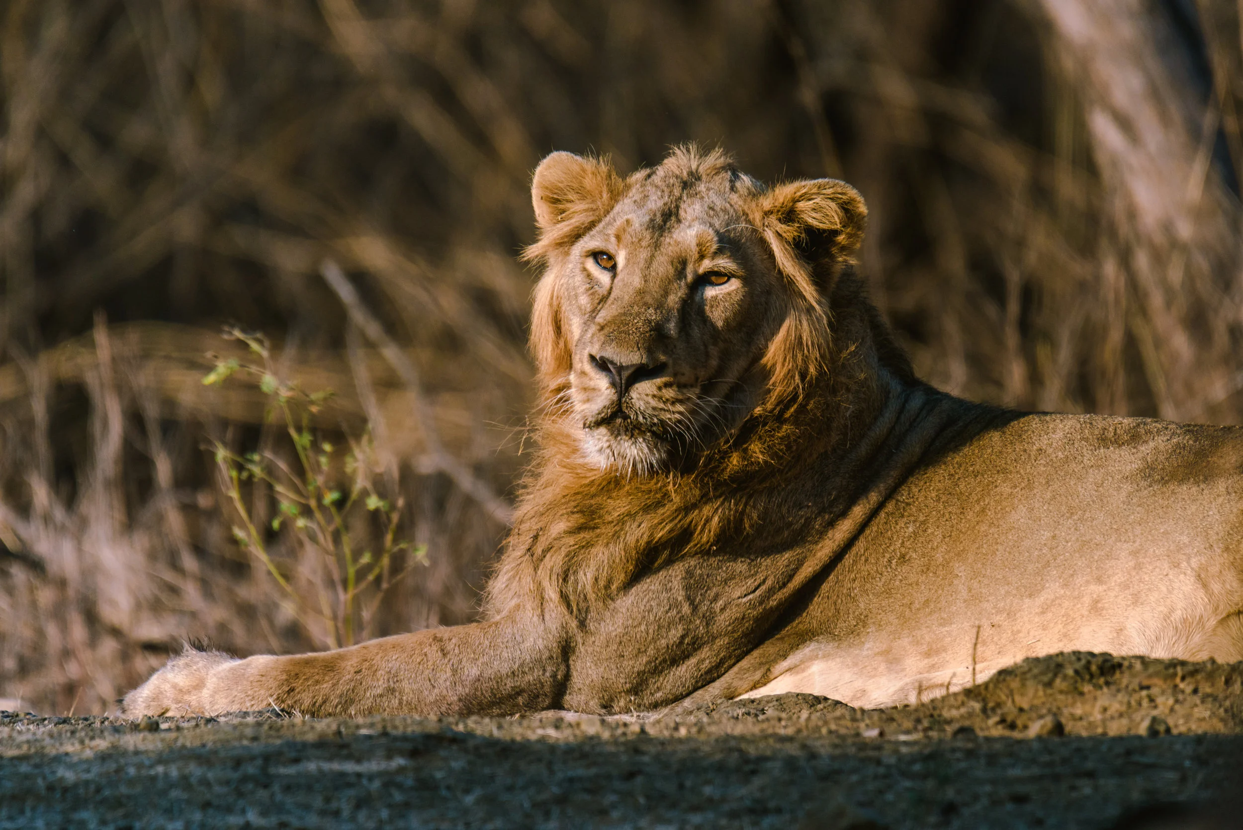 Asiatic Lion resting