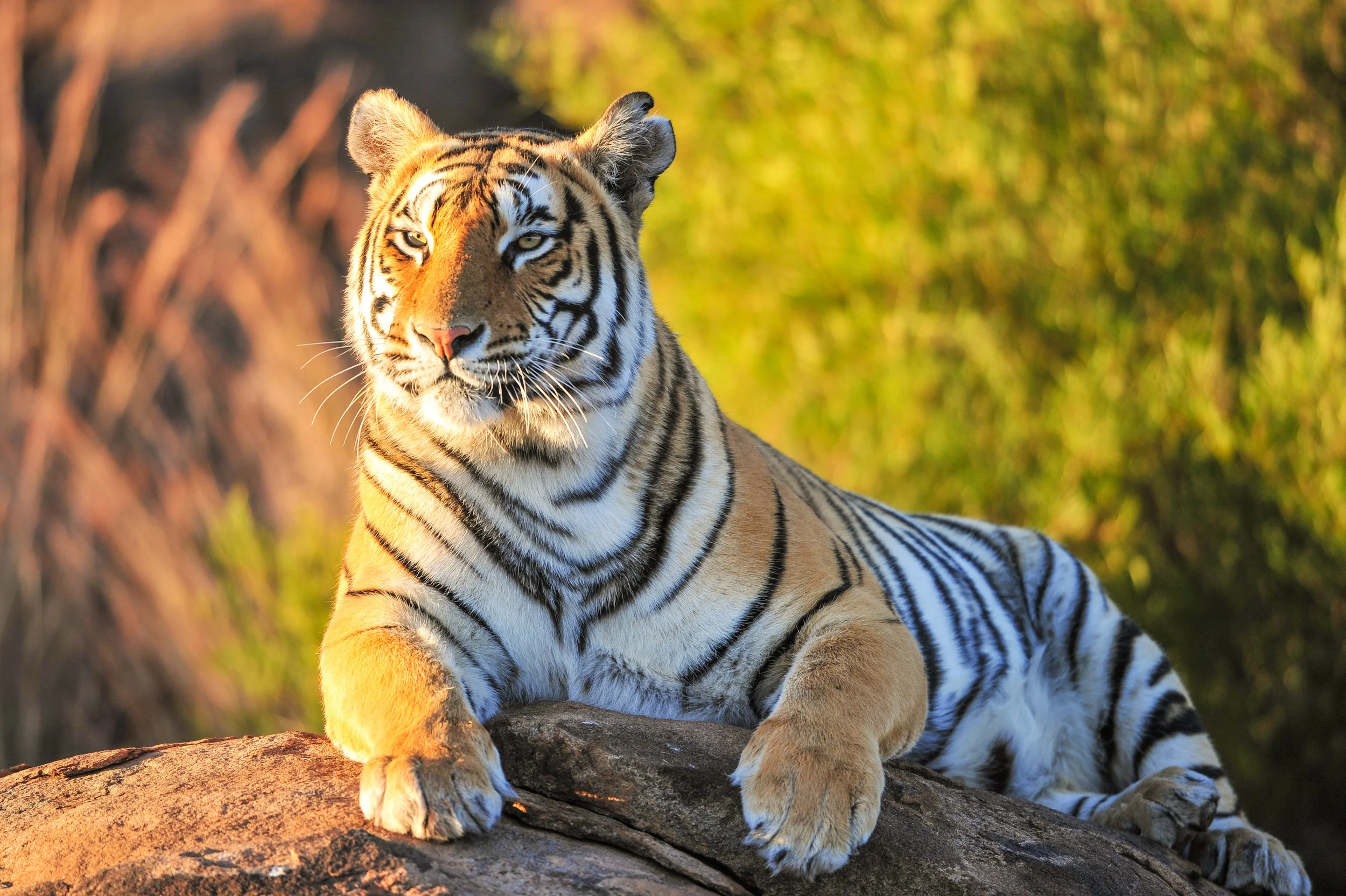 Portrait of a Tiger