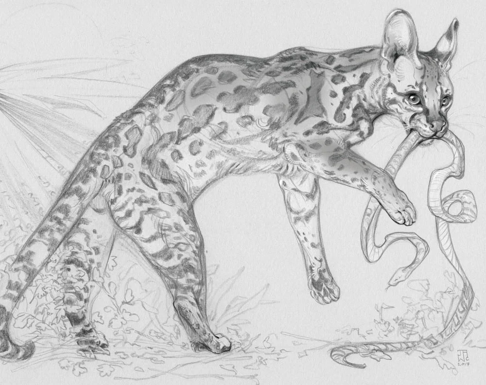 “Young Ocelot”
