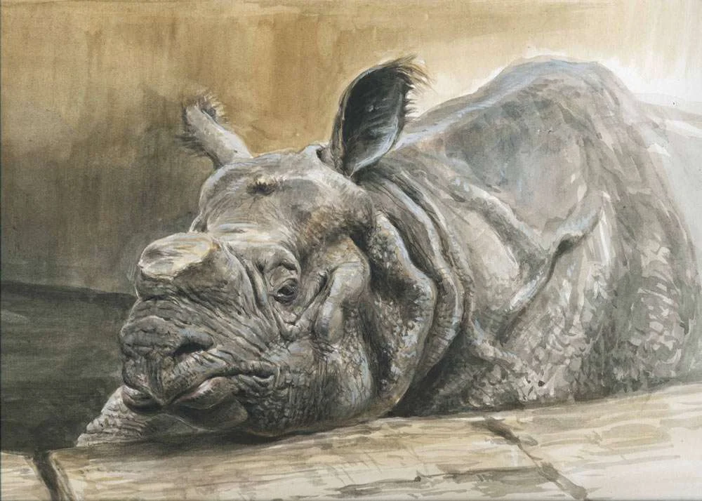 “Indian Rhino”