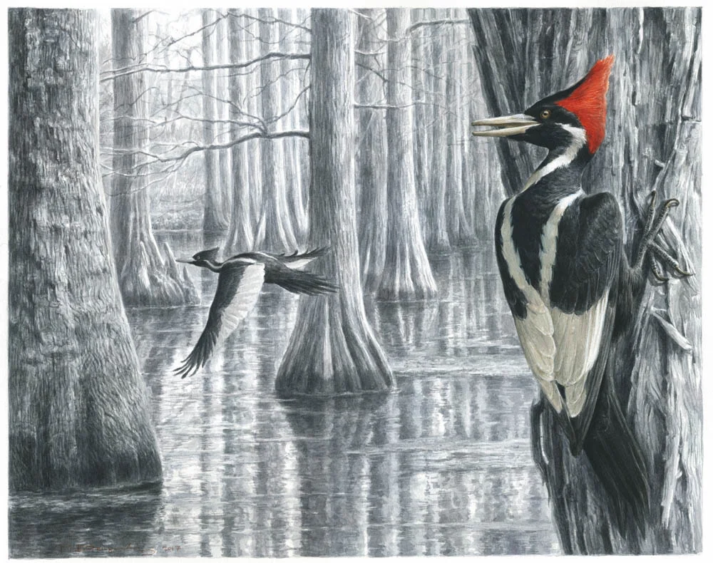 “Swamp Ghost”