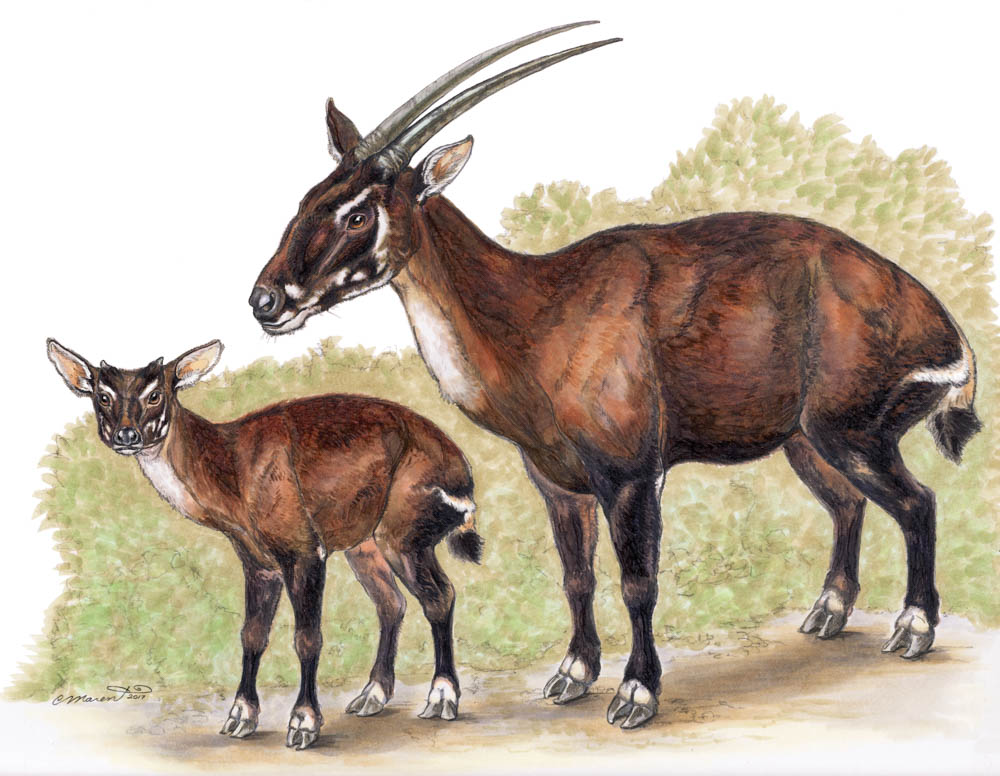 Saola