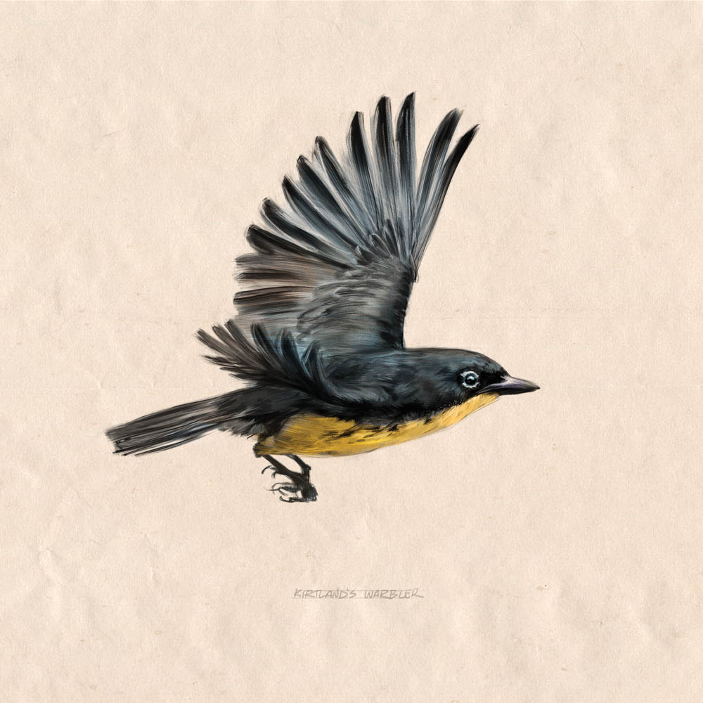 Kirtland's Warbler