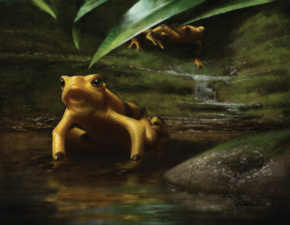 Panamanian Golden Frog