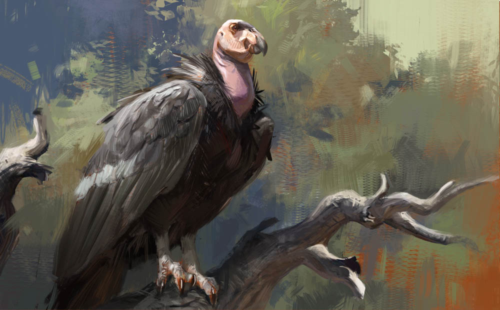 California Condor