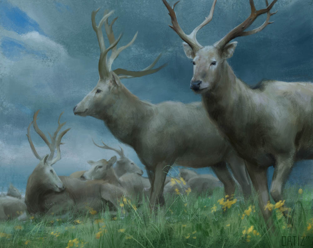 Pere David's Deer