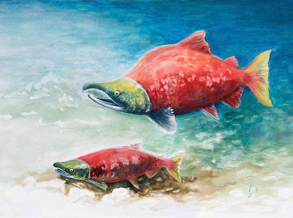 Pacific Sockeye Salmon