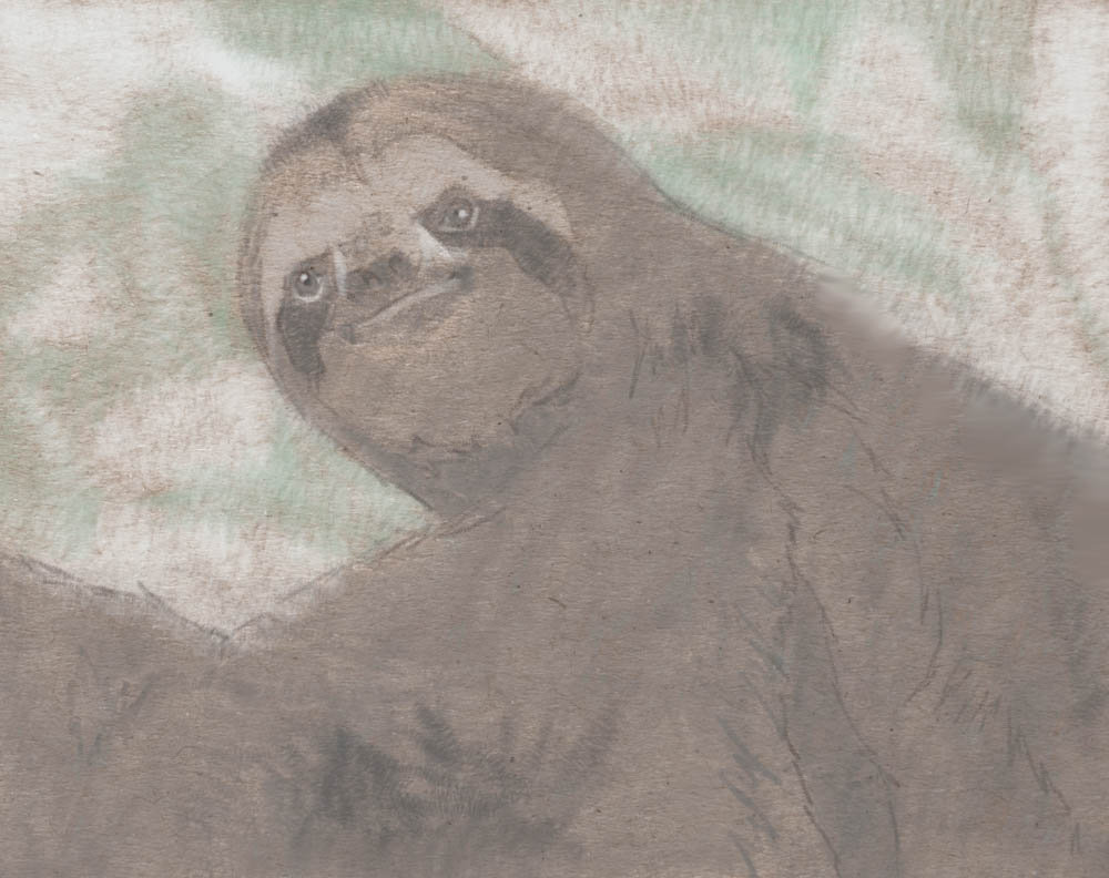 Pygmy Sloth