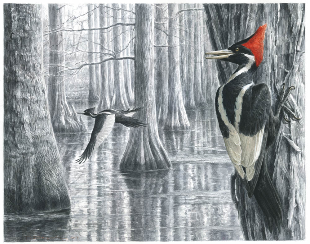 Ivory-billed Woodpecker