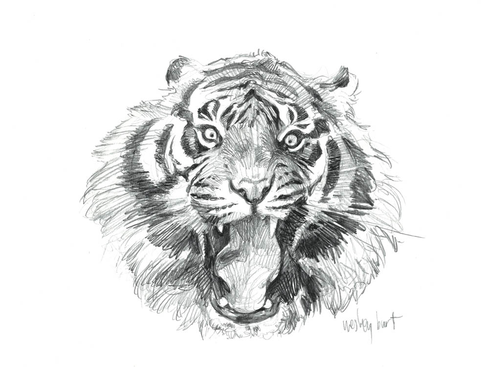 Sumatran Tiger (Face)
